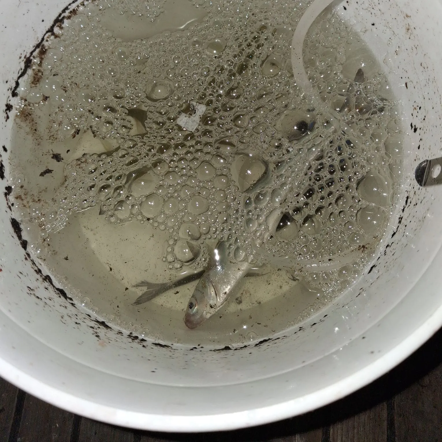 Pacific chub mackerel caught on Fishbrain