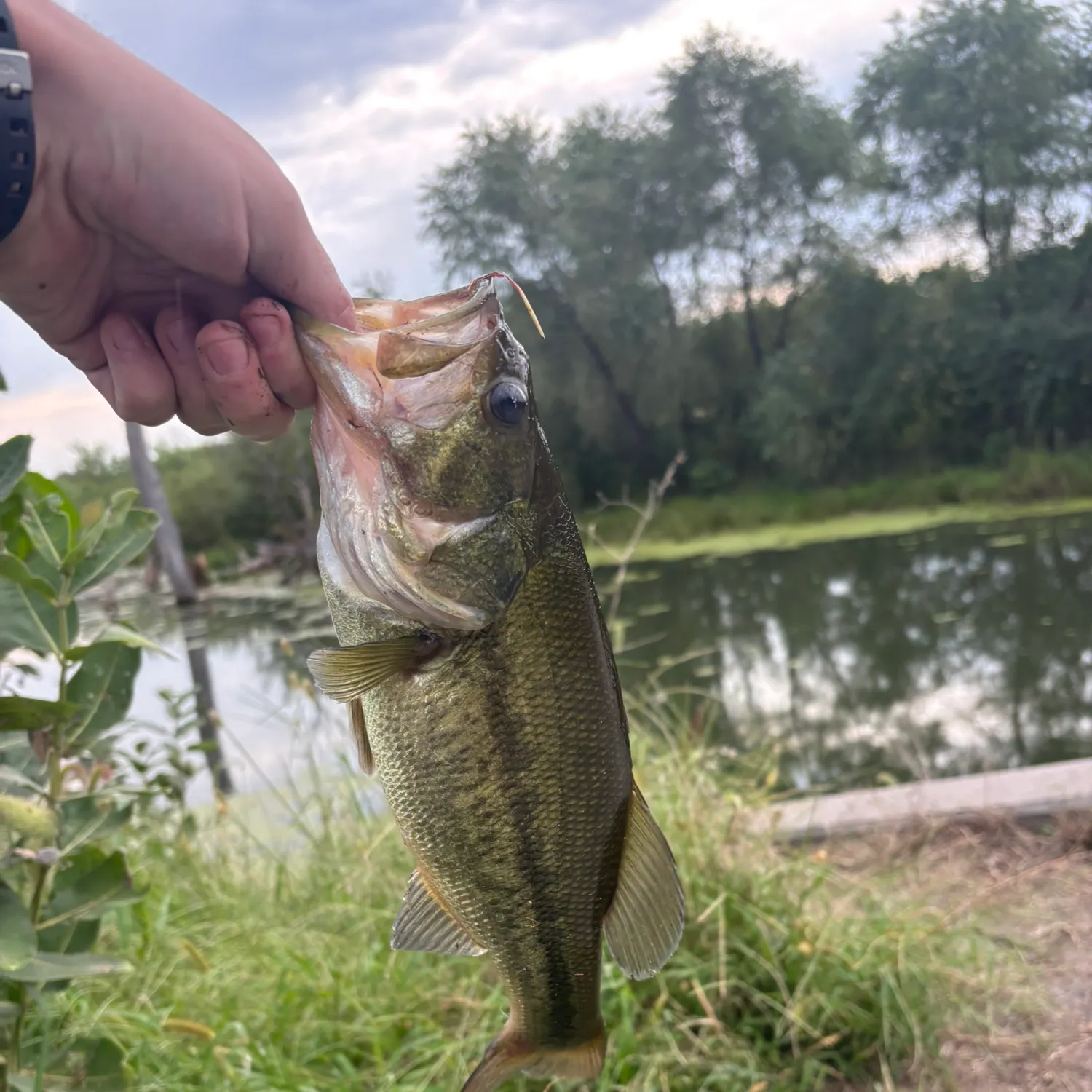 Largemouth bass caught on Fishbrain