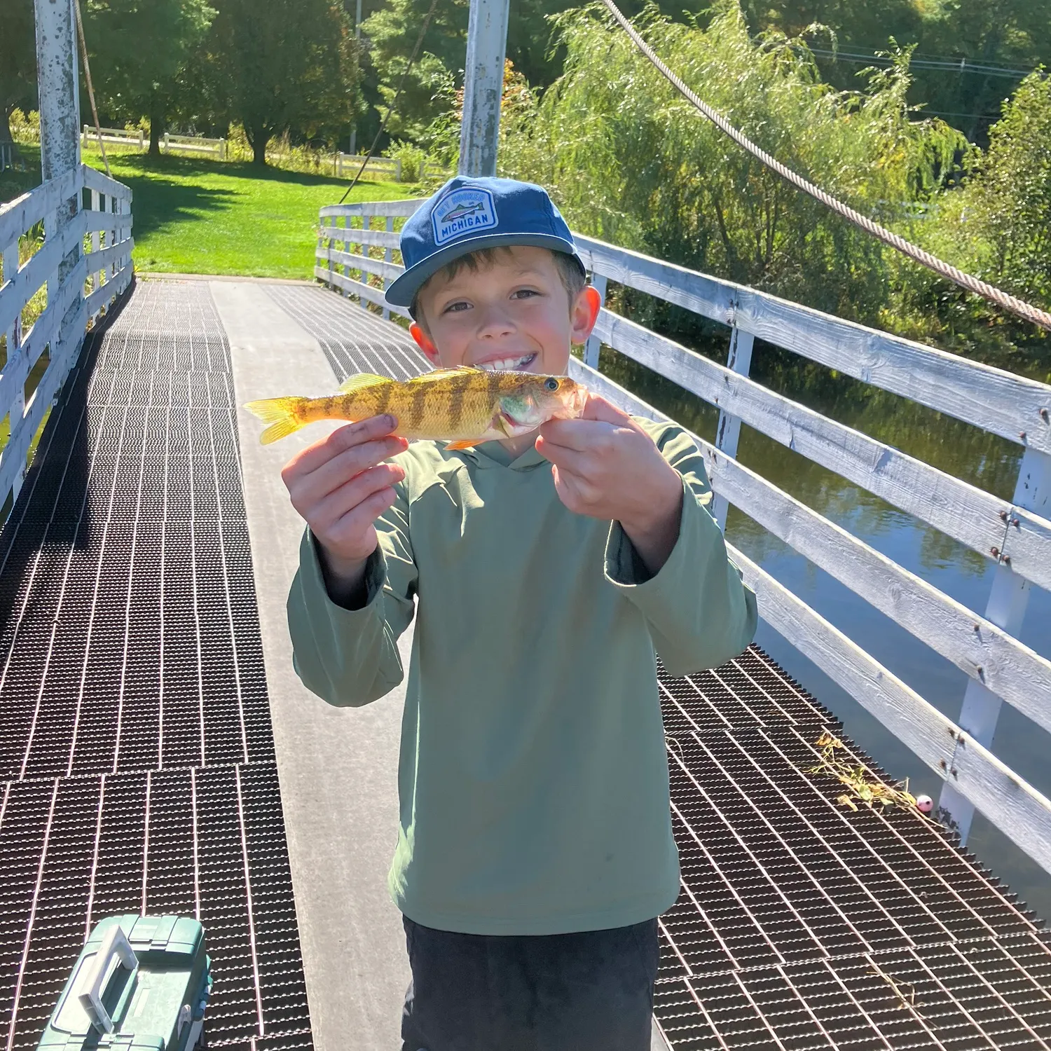 Yellow perch caught on Fishbrain
