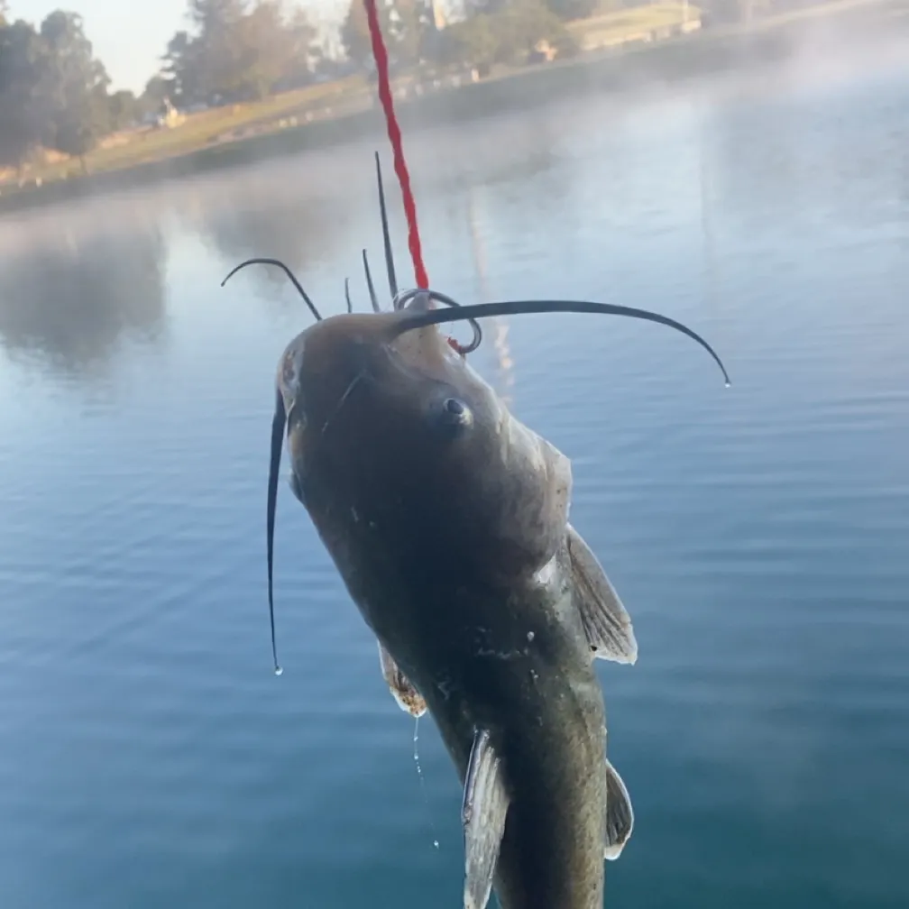Channel catfish caught on Fishbrain
