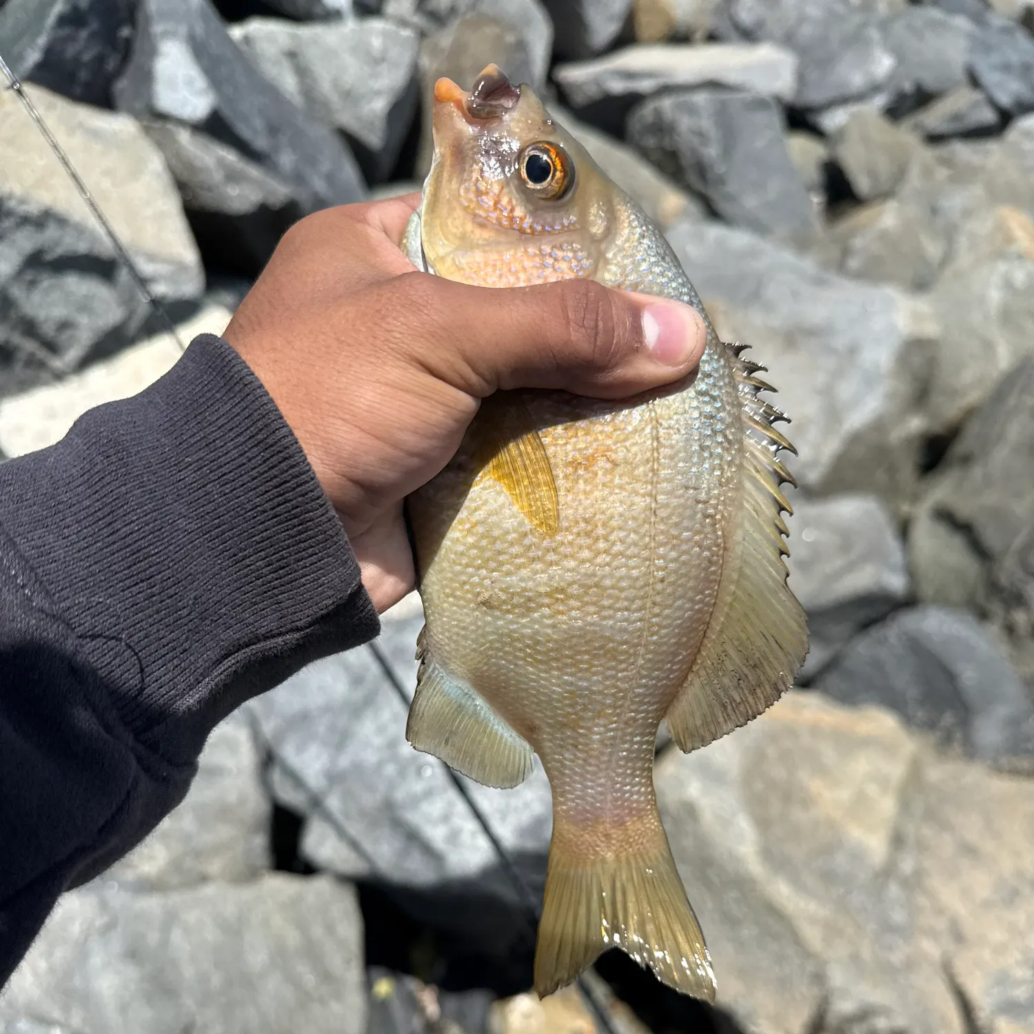 The most recent Rubberlip seaperch catches on Fishbrain