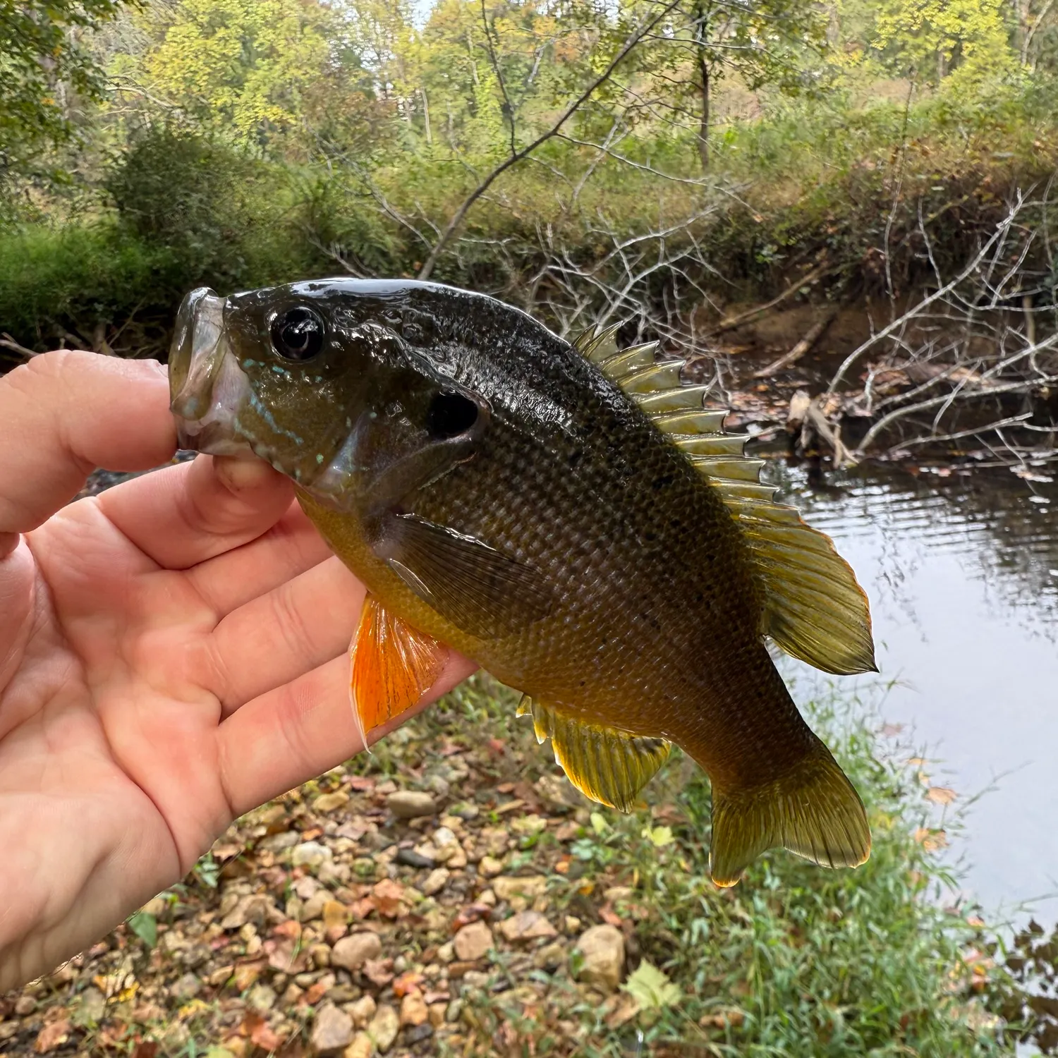 Green sunfish caught on Fishbrain