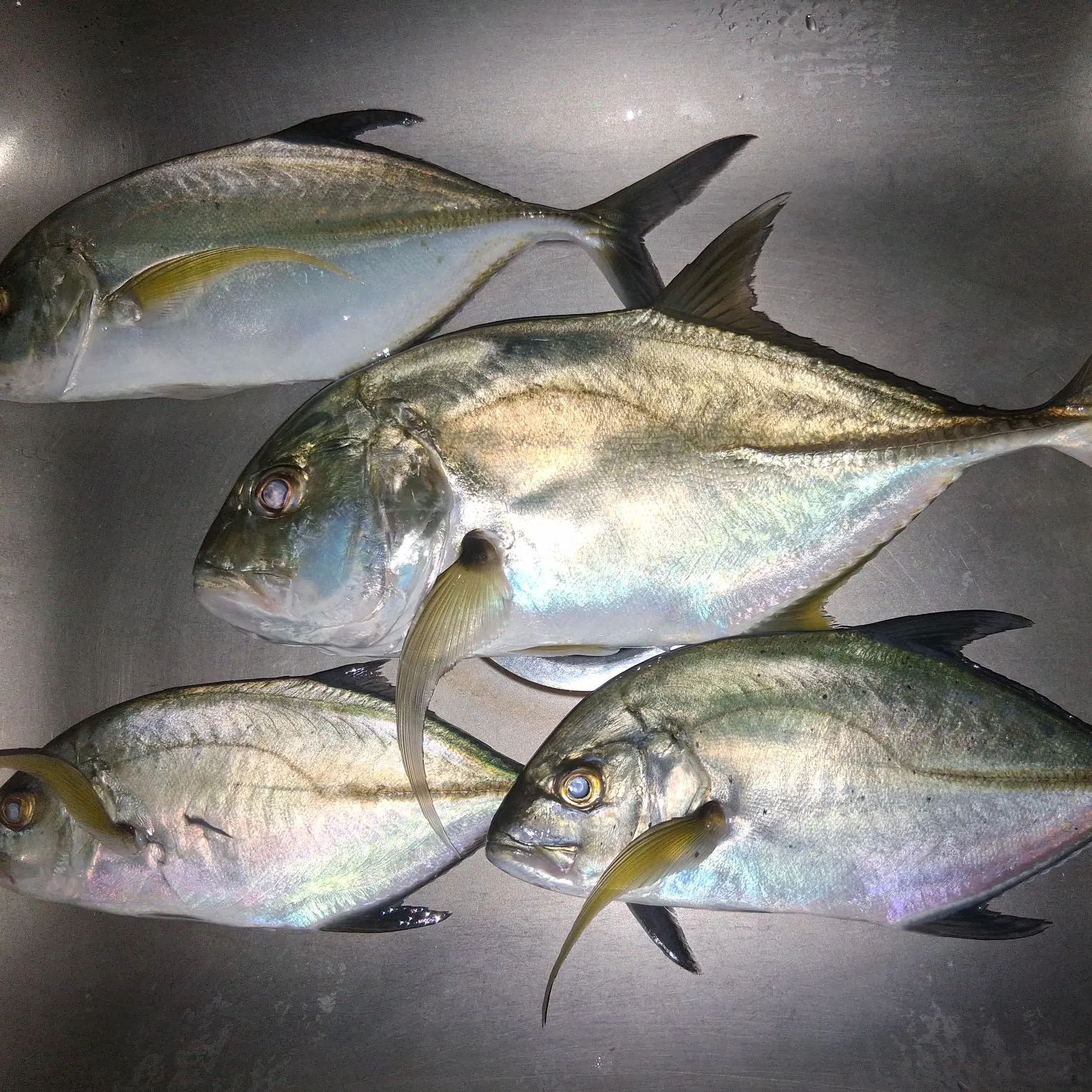 White trevally caught on Fishbrain