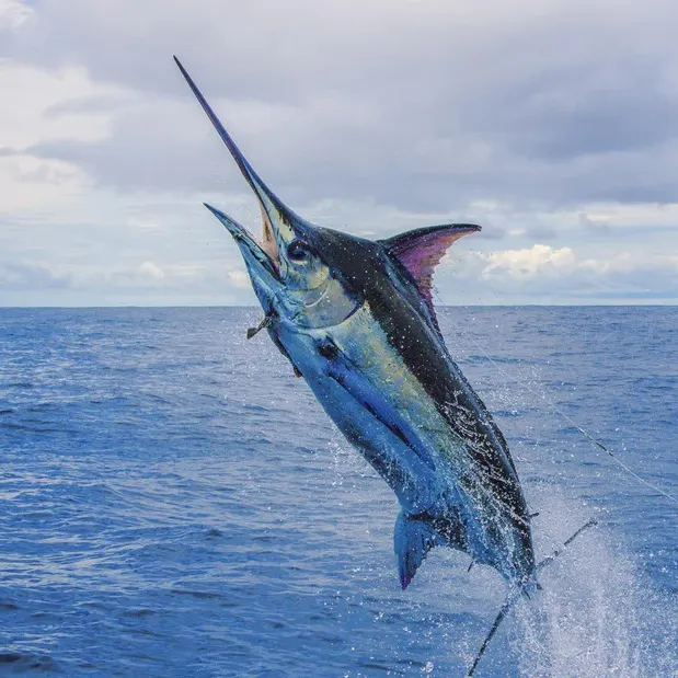 The most recent Black marlin catches on Fishbrain
