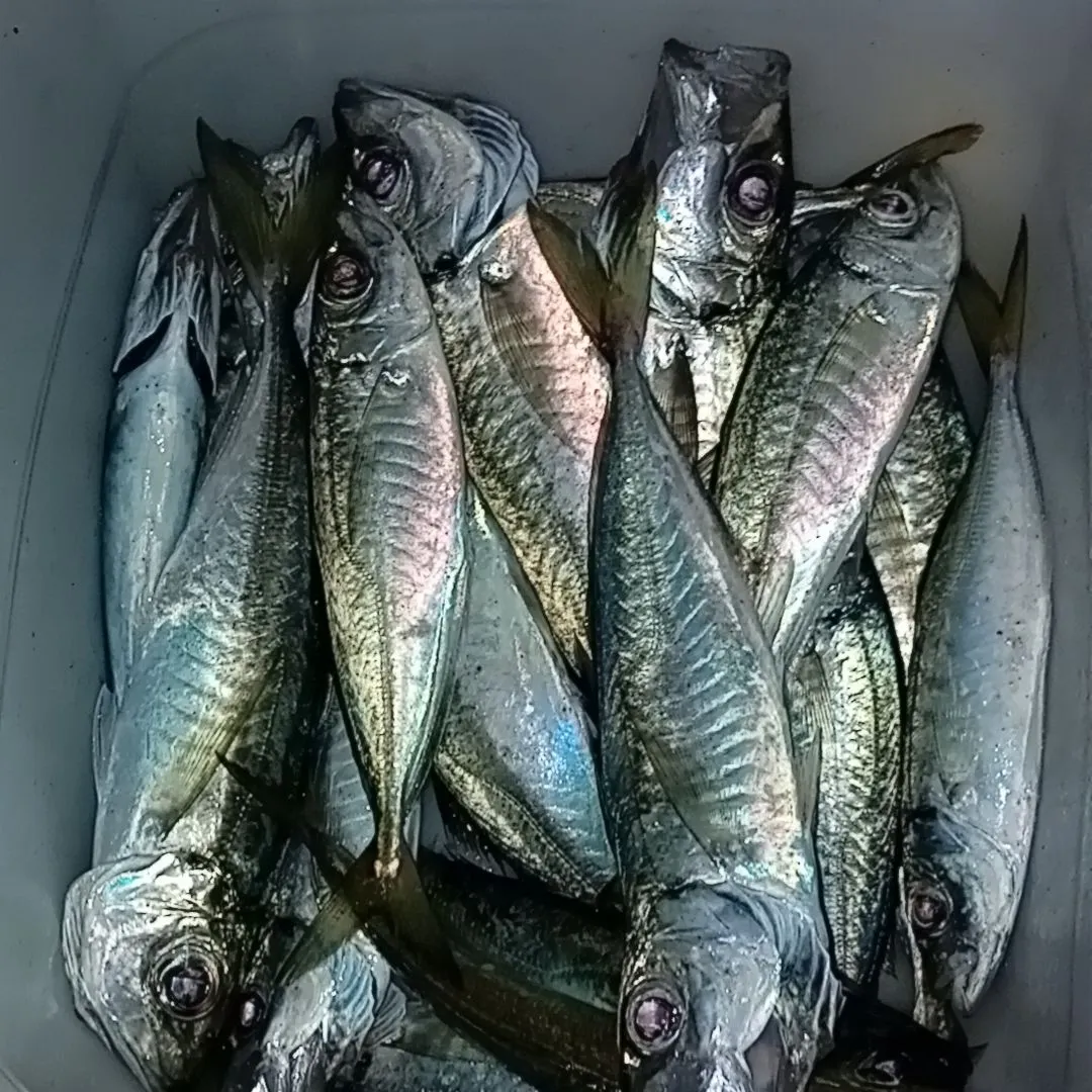 The most recent Mediterranean horse mackerel catches on Fishbrain