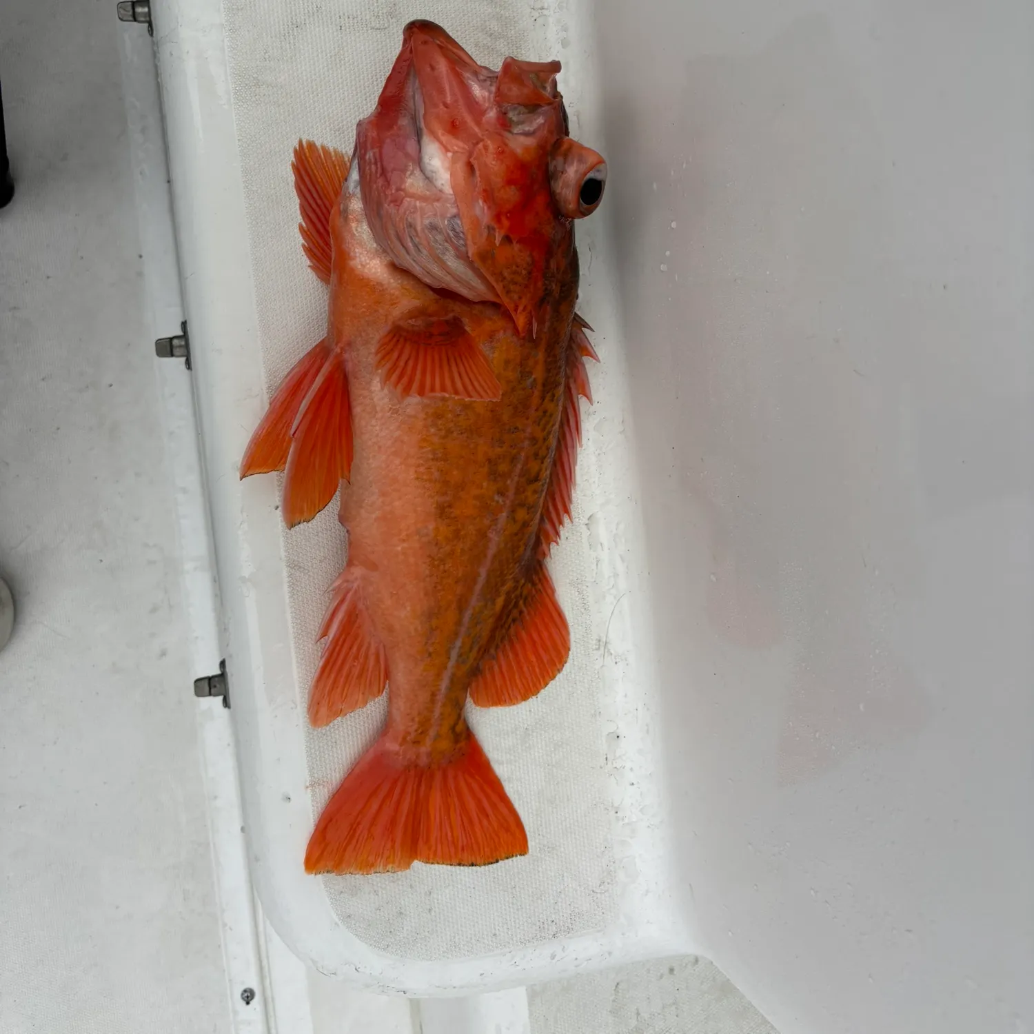 The most recent Vermilion rockfish catches on Fishbrain