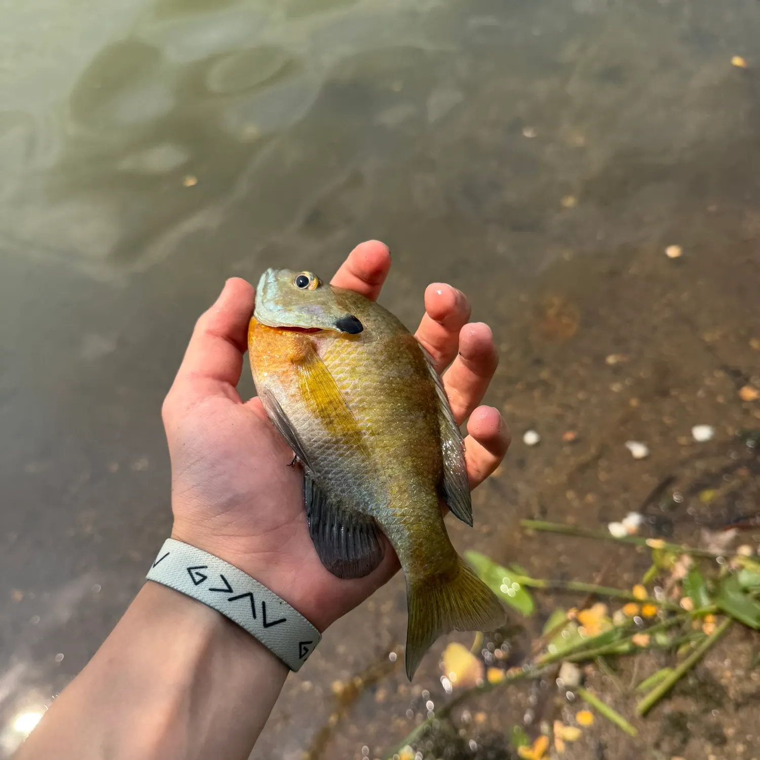Bluegill caught on Fishbrain
