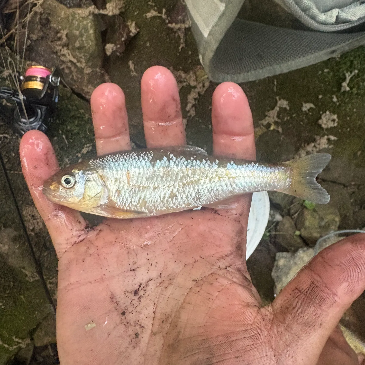 Common shiner caught on Fishbrain