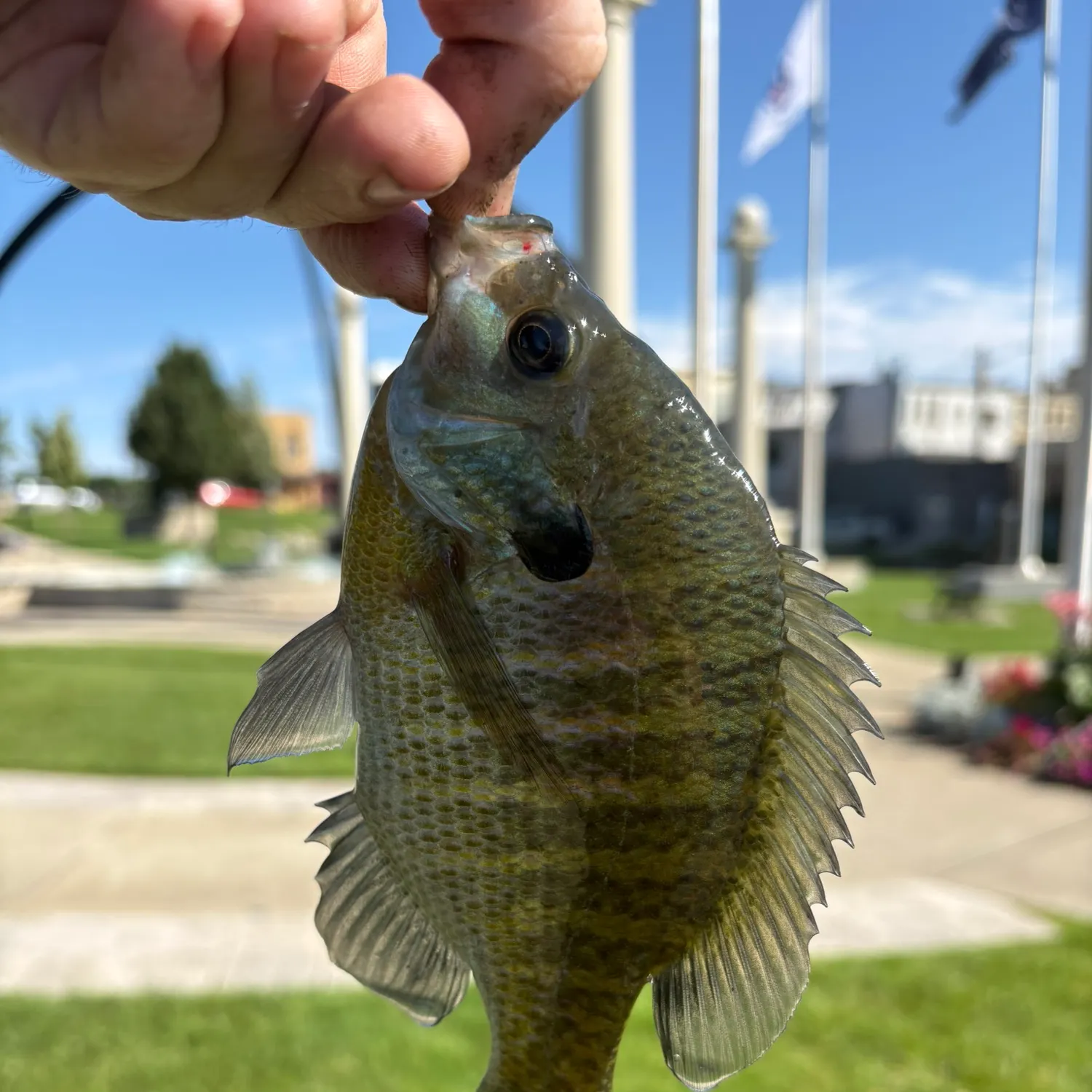 catch