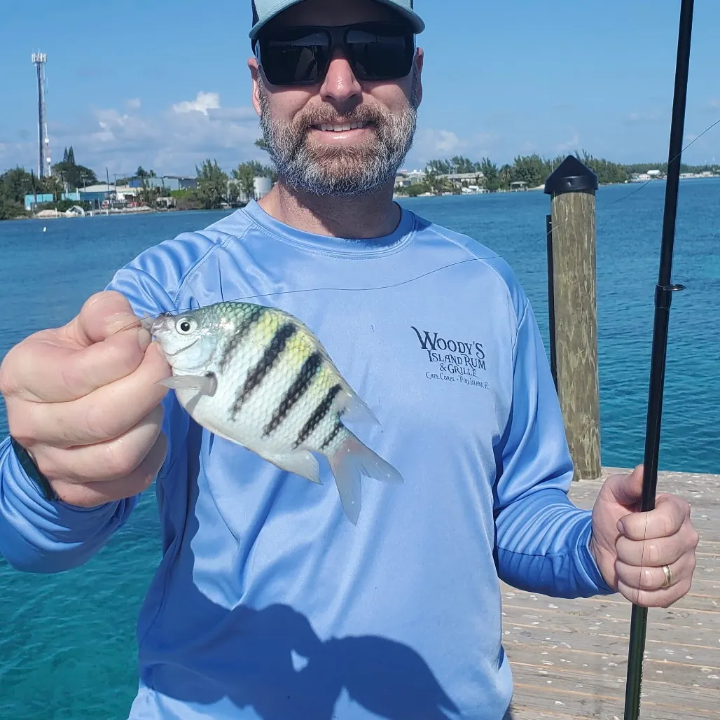 The most recent Sergeant-major catches on Fishbrain