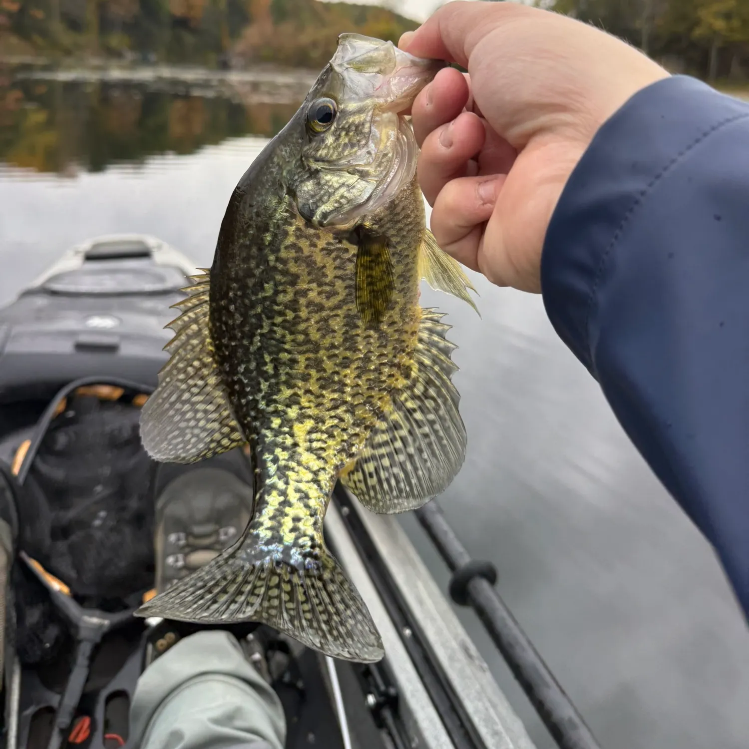 Black crappie caught on Fishbrain