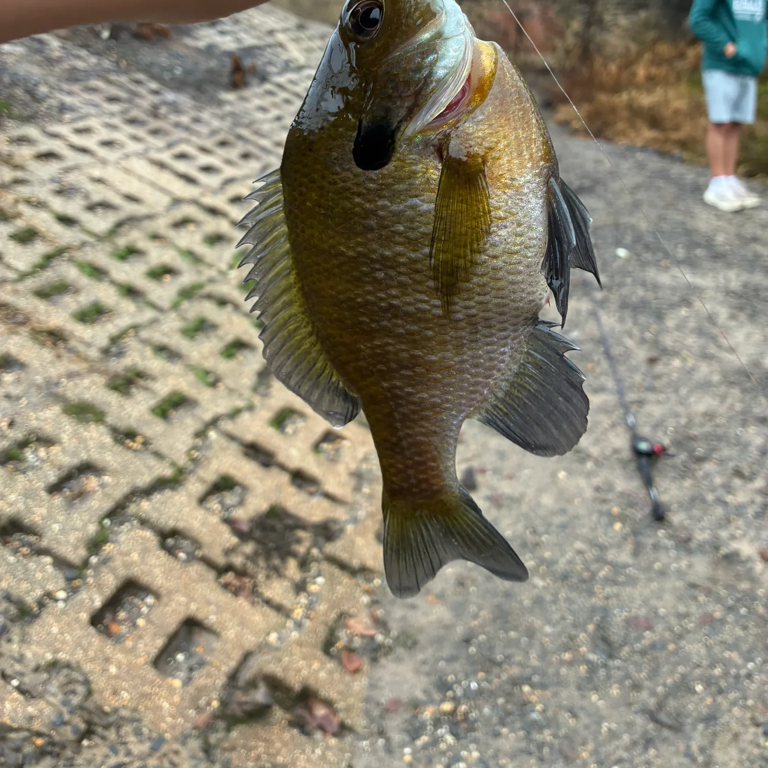 Bluegill caught on Fishbrain