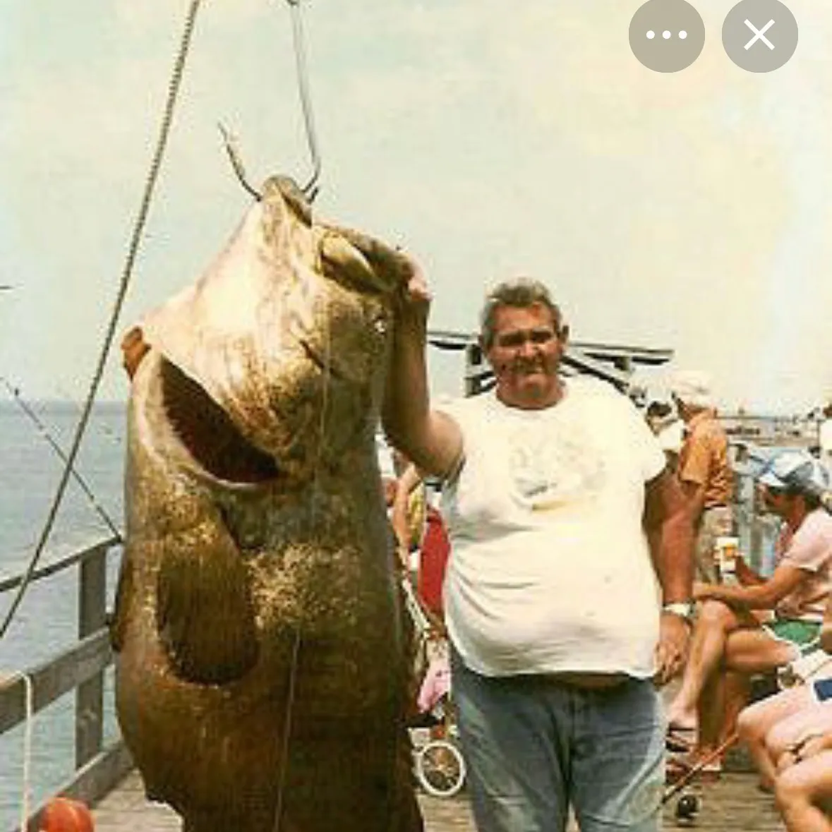 Atlantic goliath grouper caught on Fishbrain