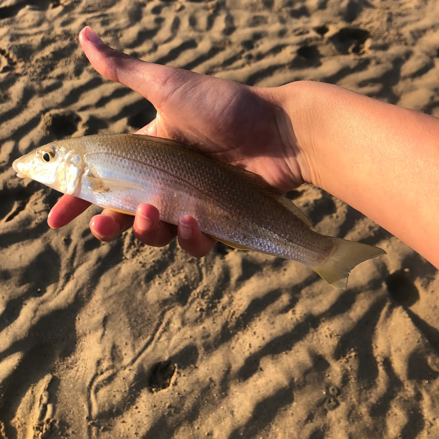 Sand sillago caught on Fishbrain