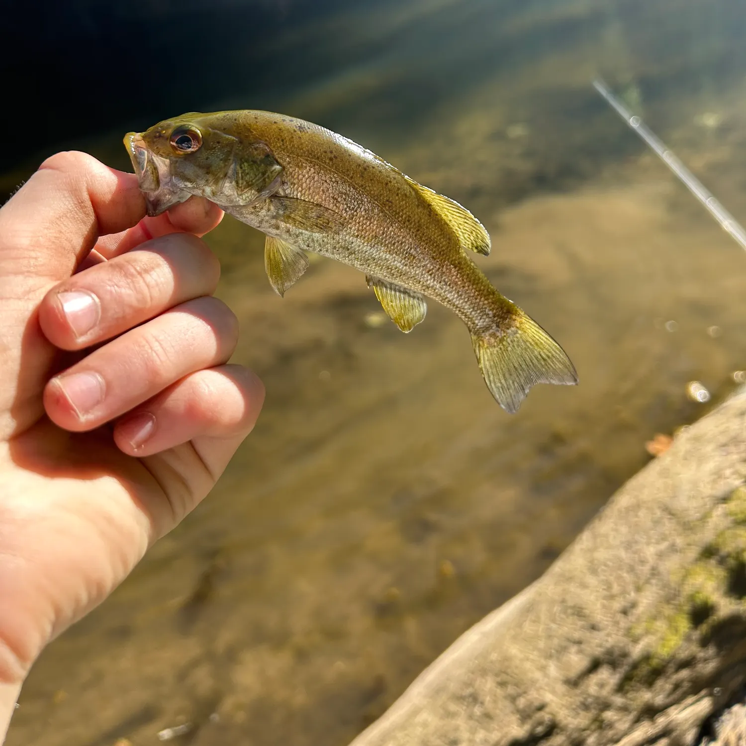 Smallmouth bass caught on Fishbrain