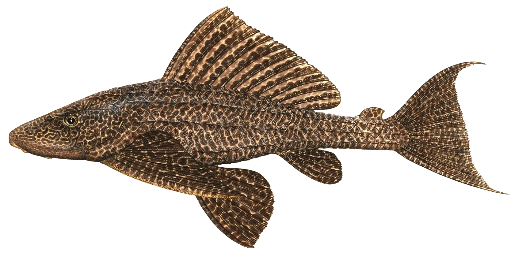 Orinoco sailfin catfish