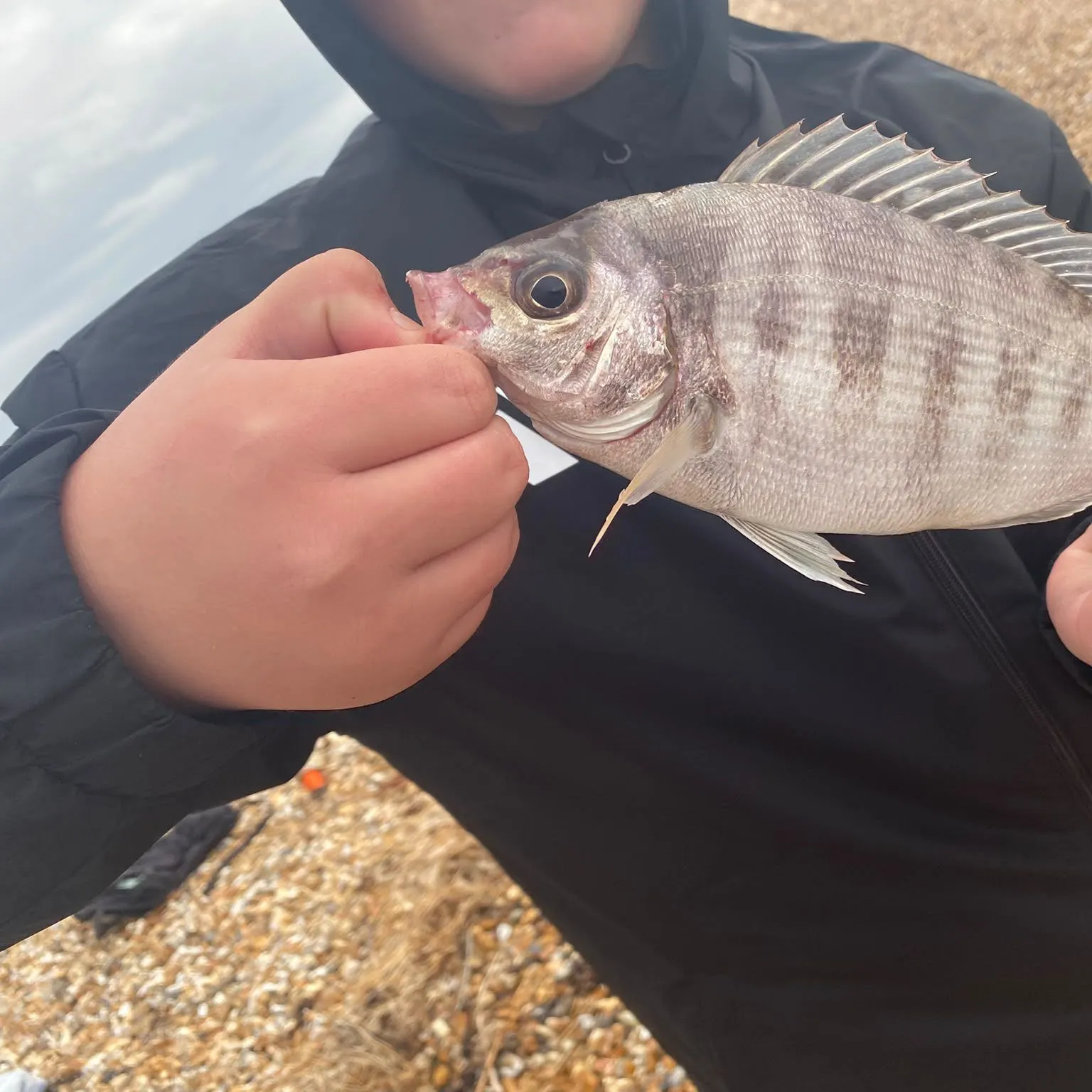 Black seabream caught on Fishbrain