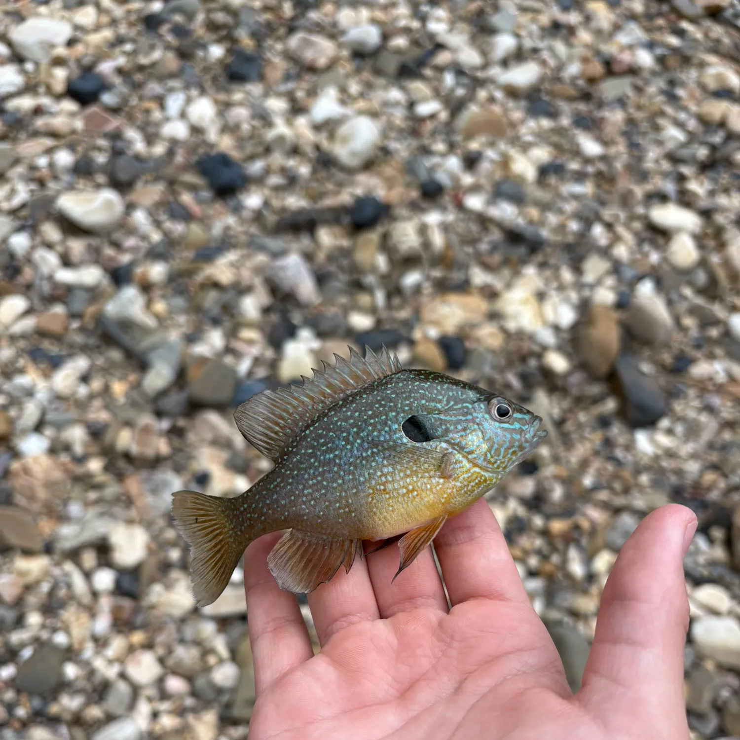 The most recent Dollar sunfish catches on Fishbrain