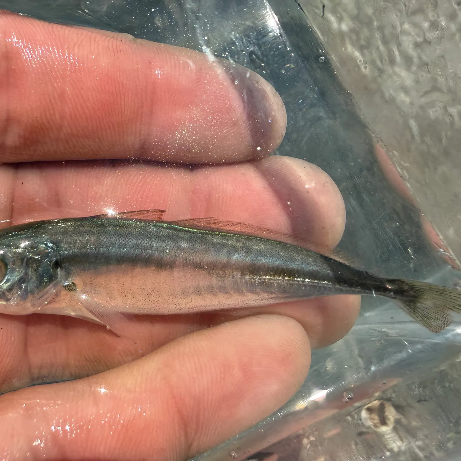 The most recent Round Scad catches on Fishbrain