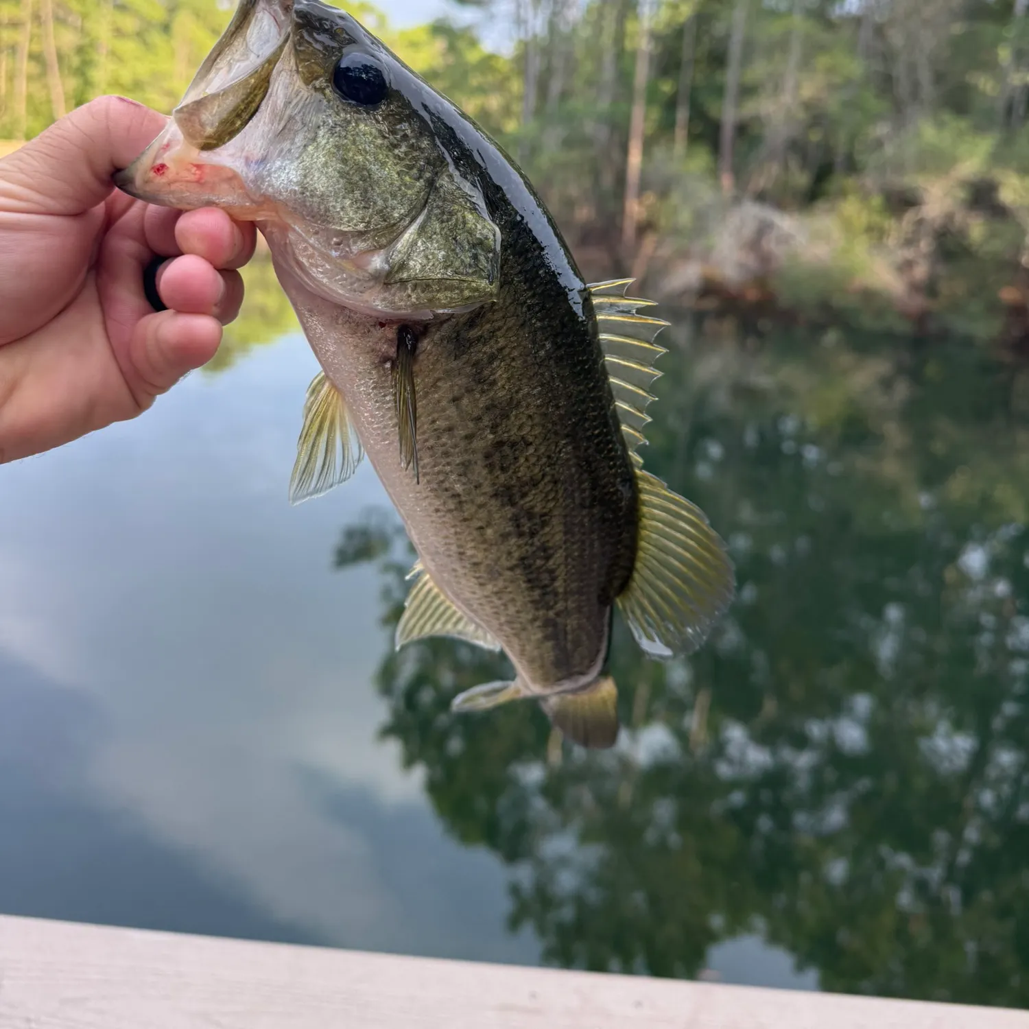 Largemouth bass caught on Fishbrain