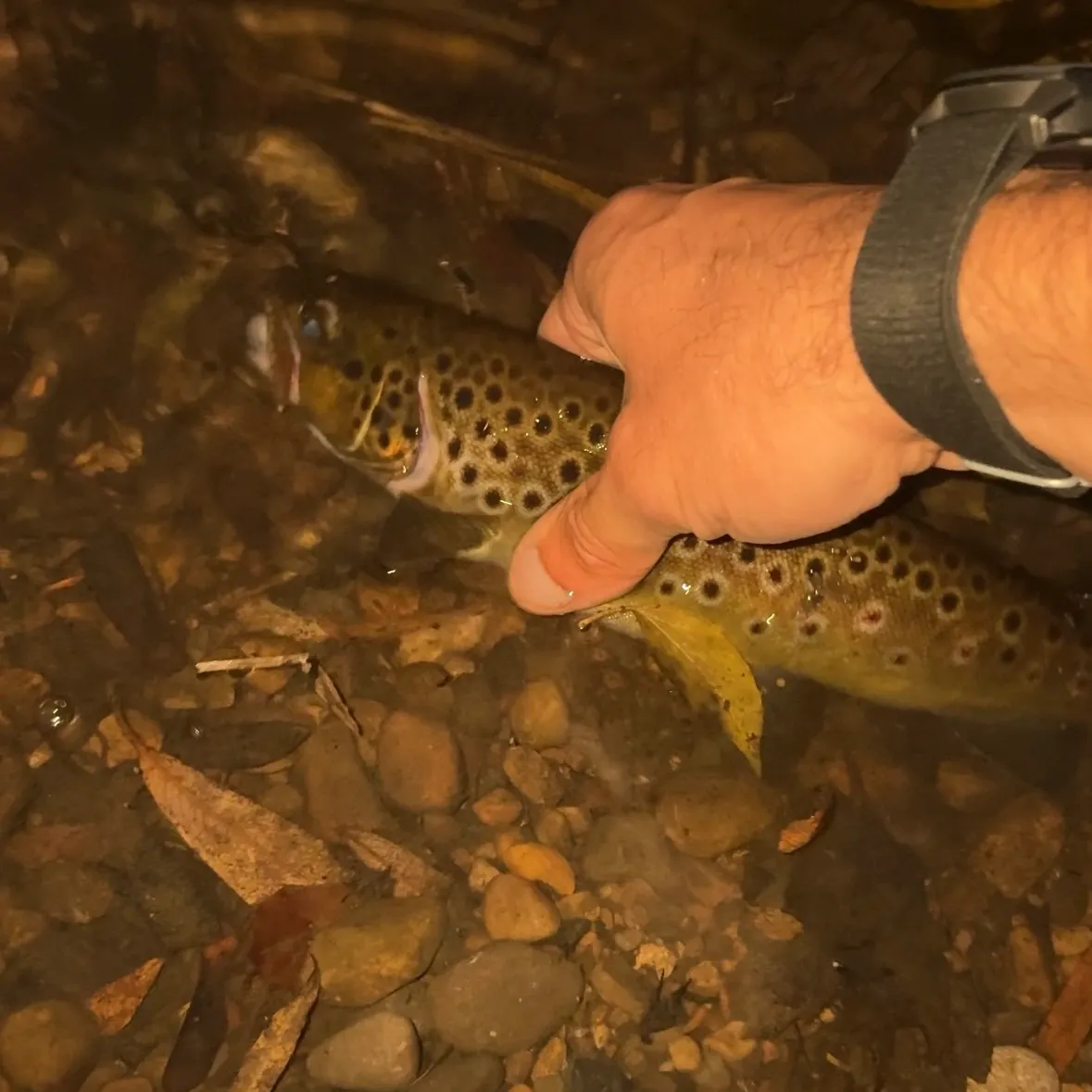 Brown trout caught on Fishbrain