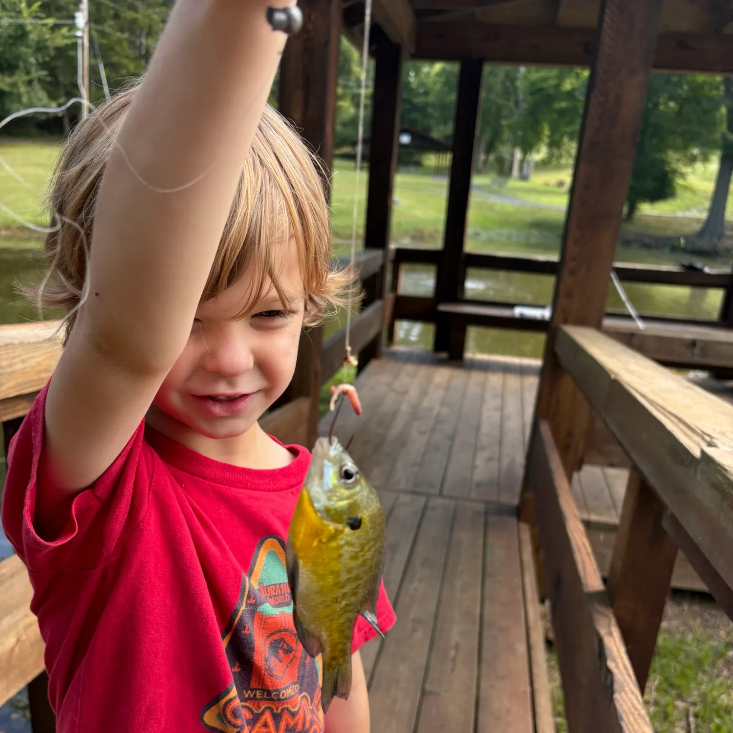 Bluegill caught on Fishbrain