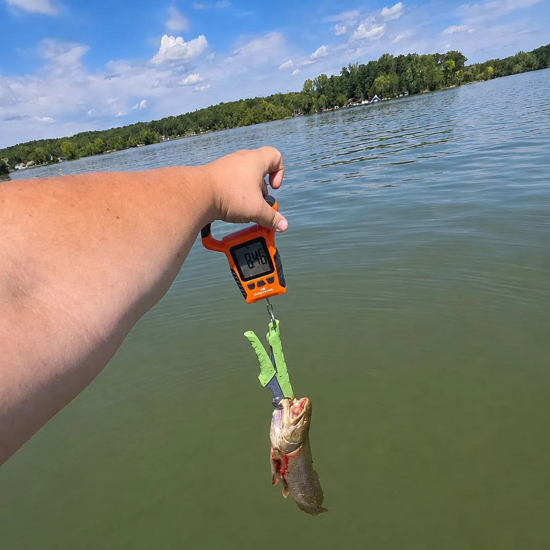 Eyetail bowfin caught on Fishbrain