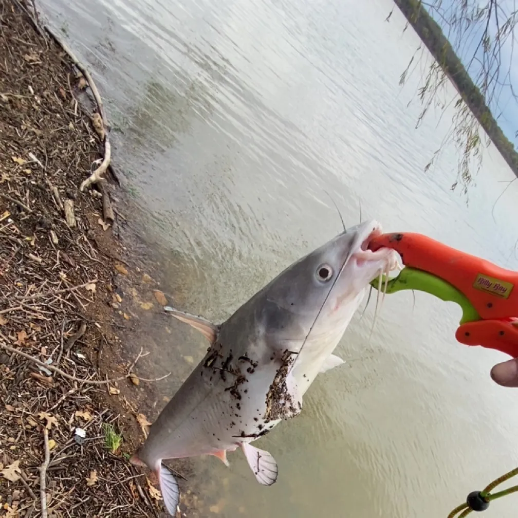 The most recent Blue catfish catches on Fishbrain