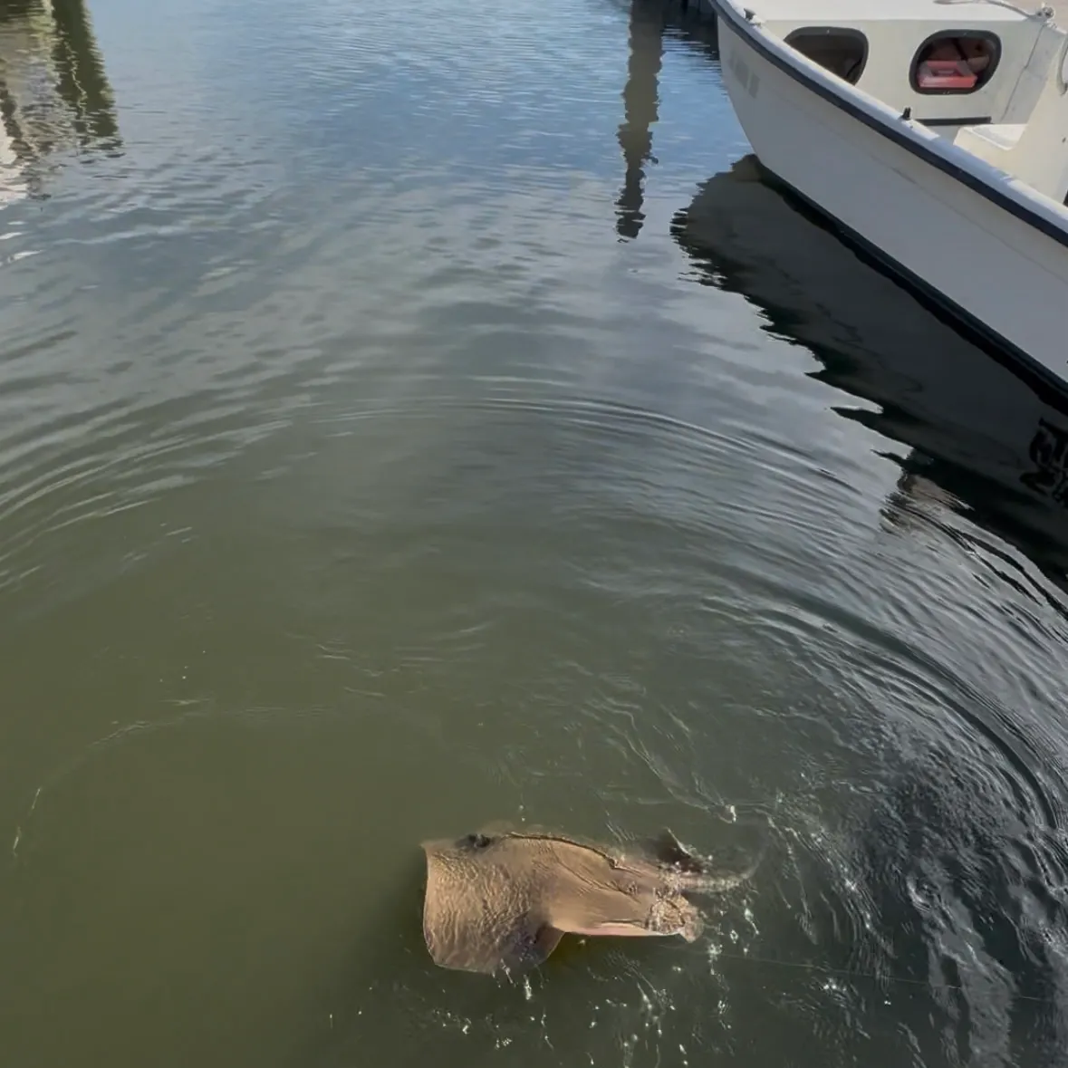 Southern stingray caught on Fishbrain