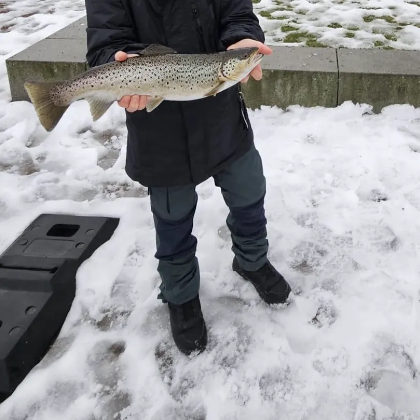 Sea trout caught on Fishbrain
