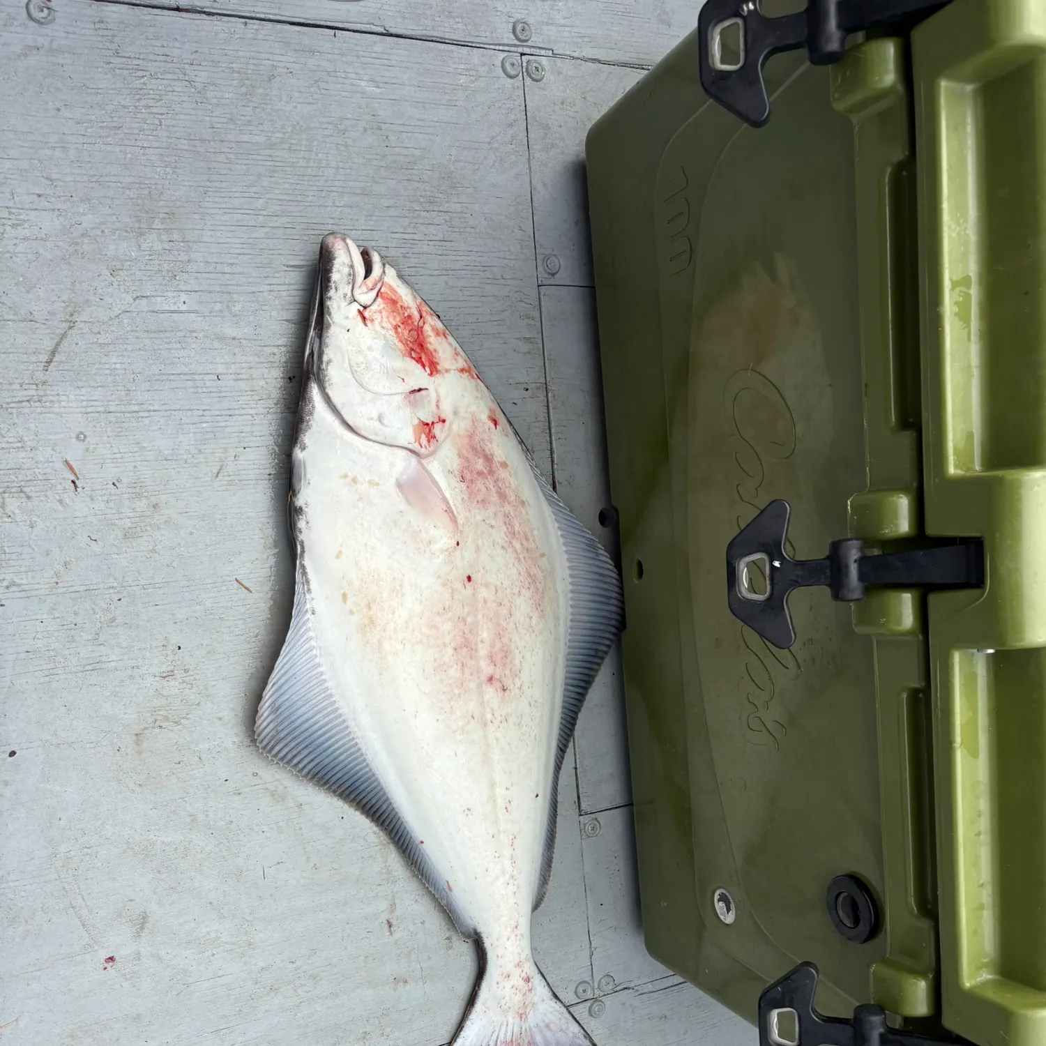 Pacific halibut caught on Fishbrain