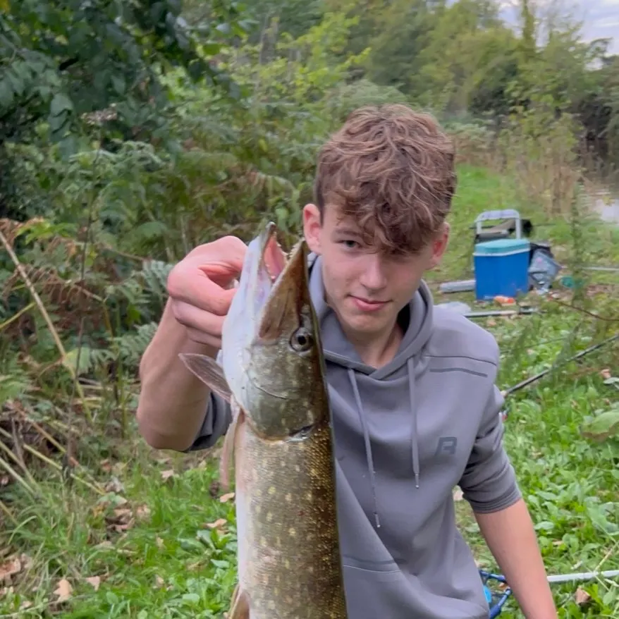 Northern pike caught on Fishbrain