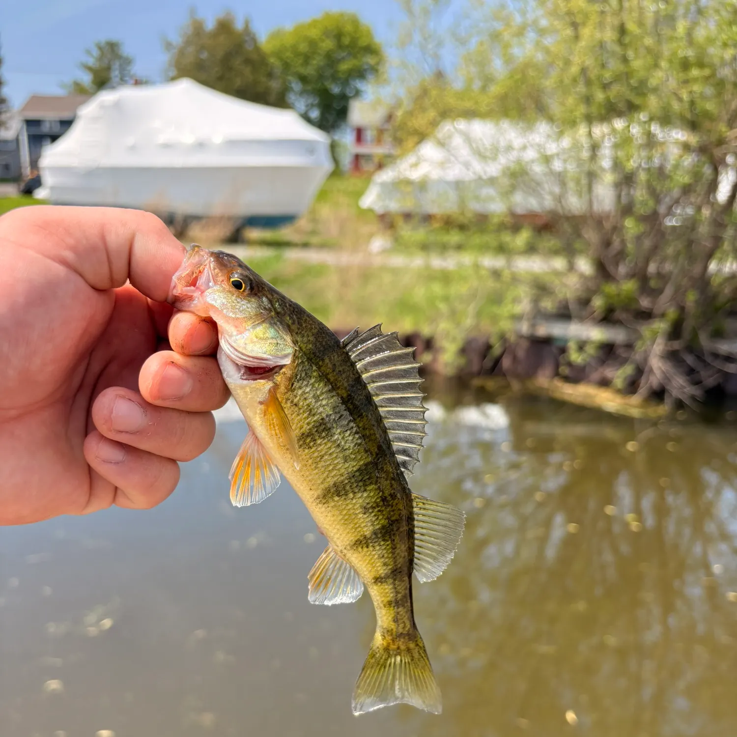 catch