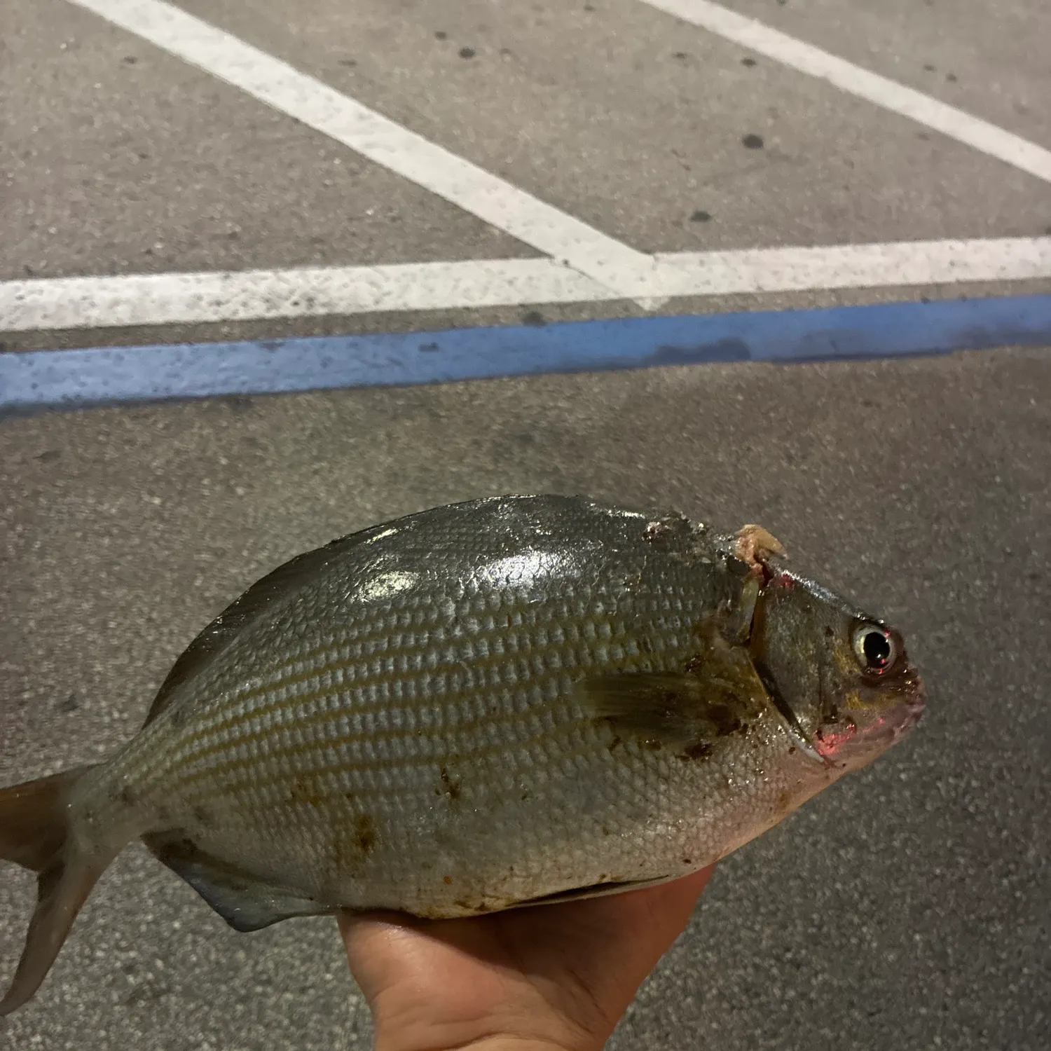The most recent Cubera snapper catches on Fishbrain