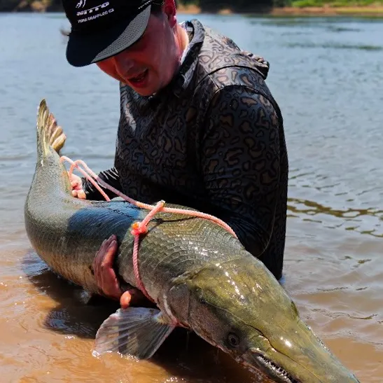 The most recent Alligator gar catches on Fishbrain