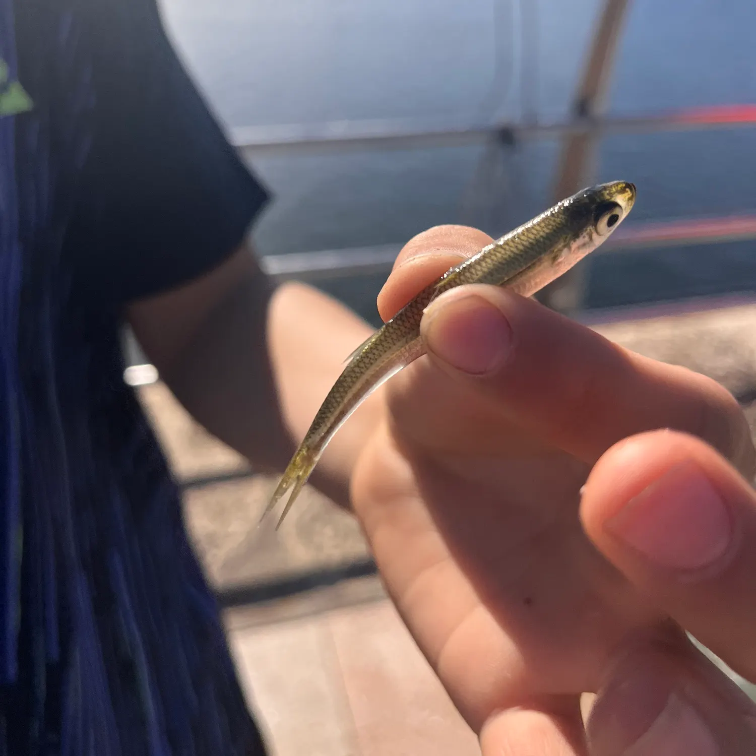 The most recent Thinlip grey mullet catches on Fishbrain