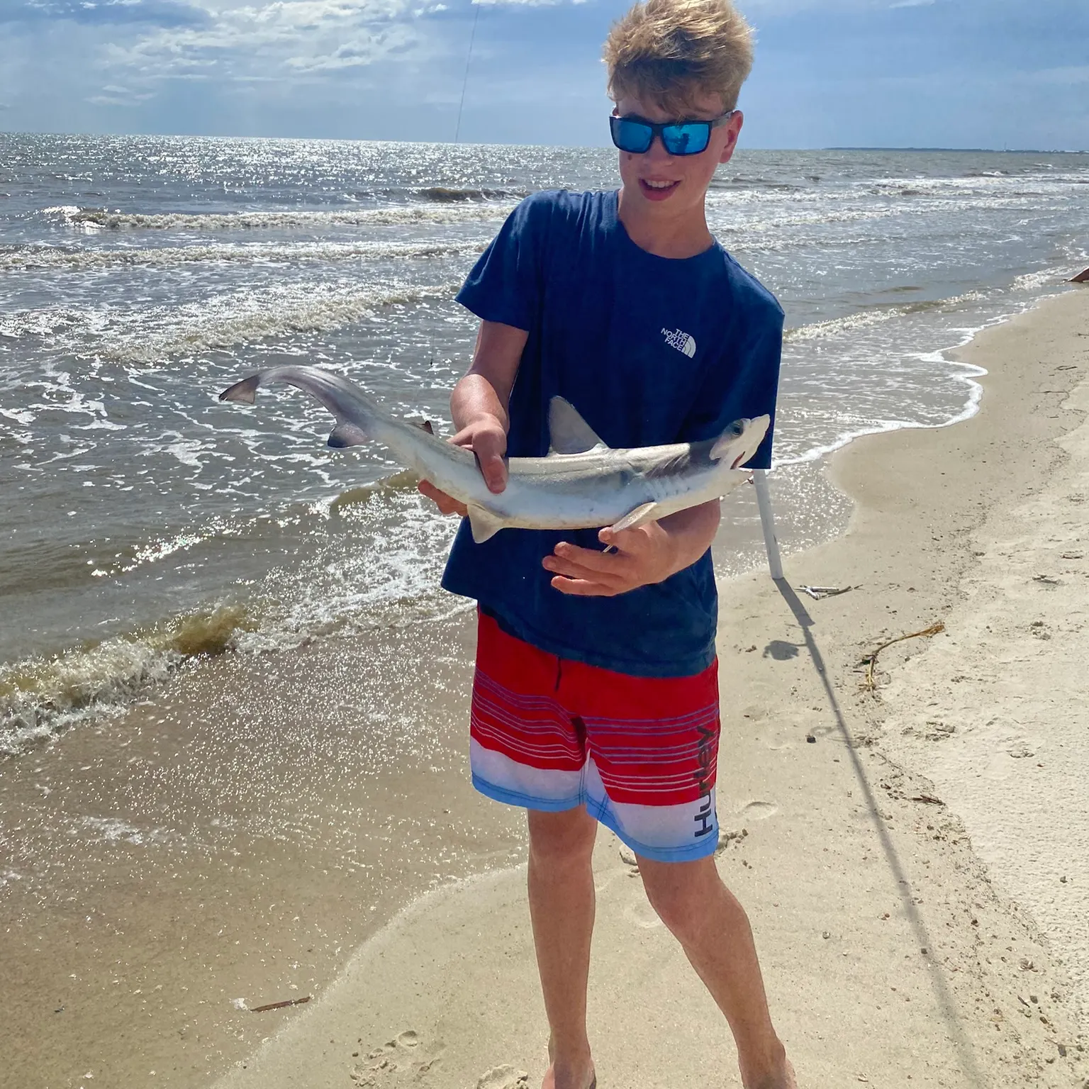 The most recent Scalloped hammerhead shark catches on Fishbrain