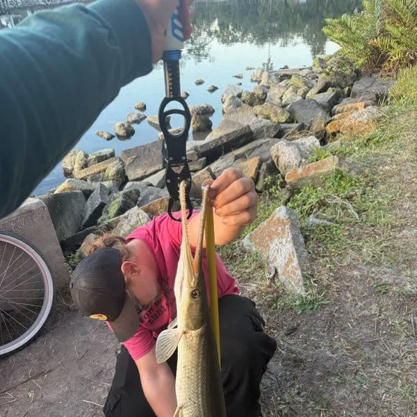 The most recent Longnose gar catches on Fishbrain