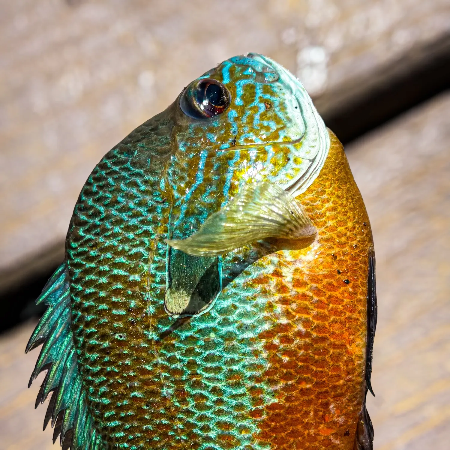 Pumpkingill hybrid caught on Fishbrain