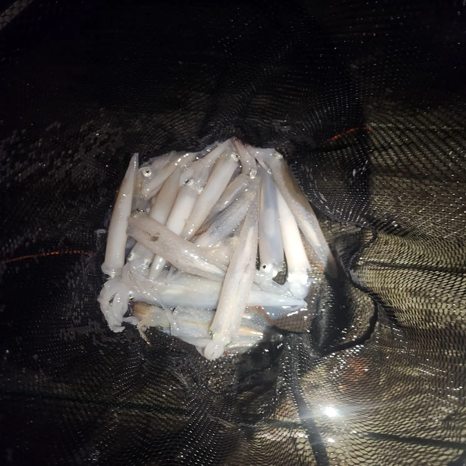 The most recent Longfin inshore squid catches on Fishbrain