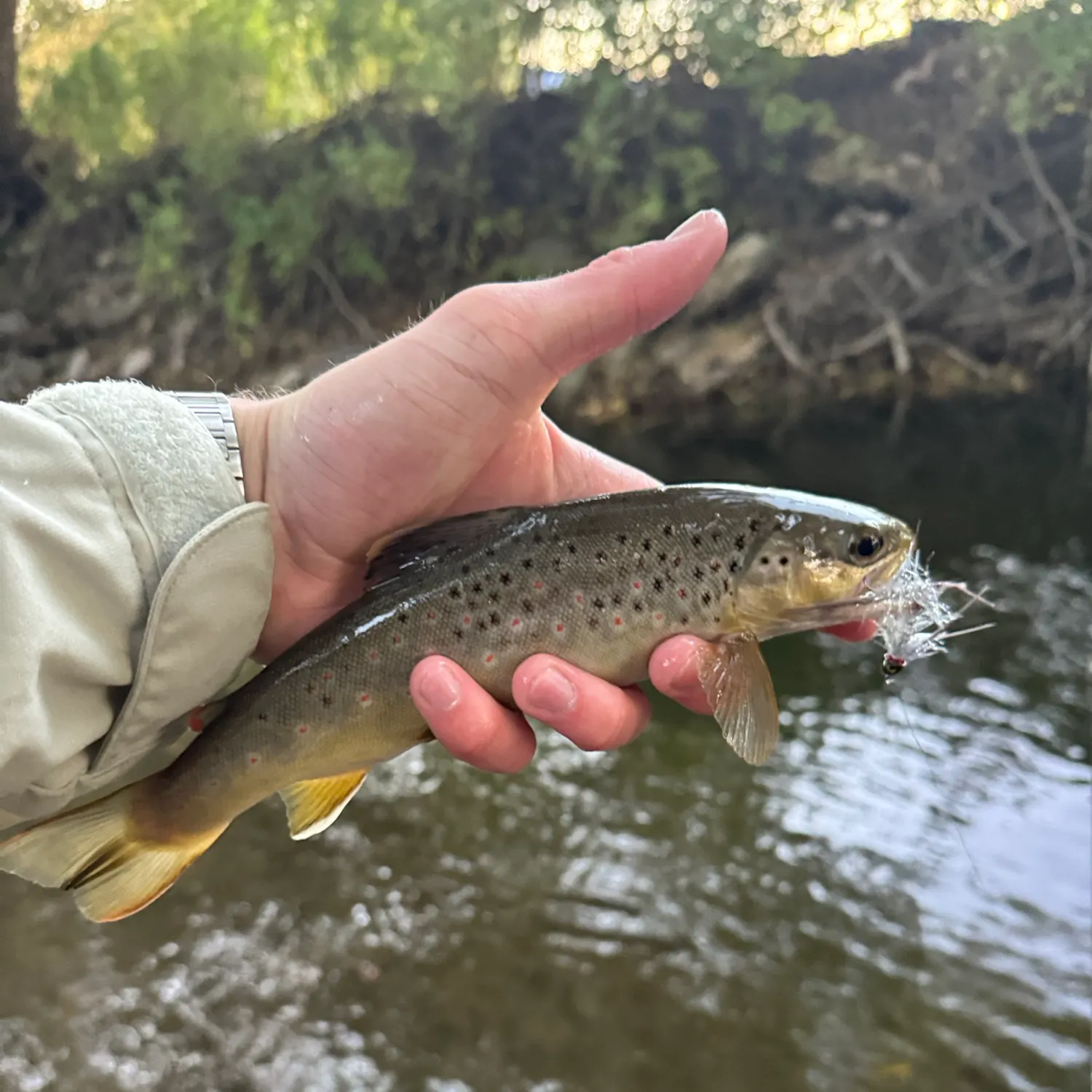 Brown trout caught on Fishbrain