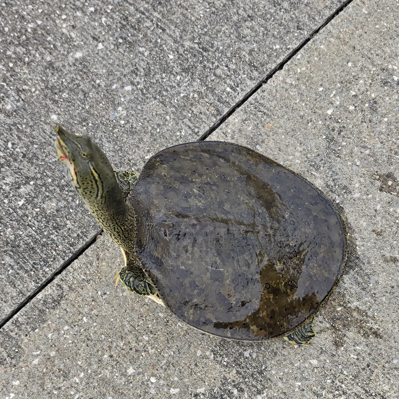 The most recent Smooth softshell turtle catches on Fishbrain
