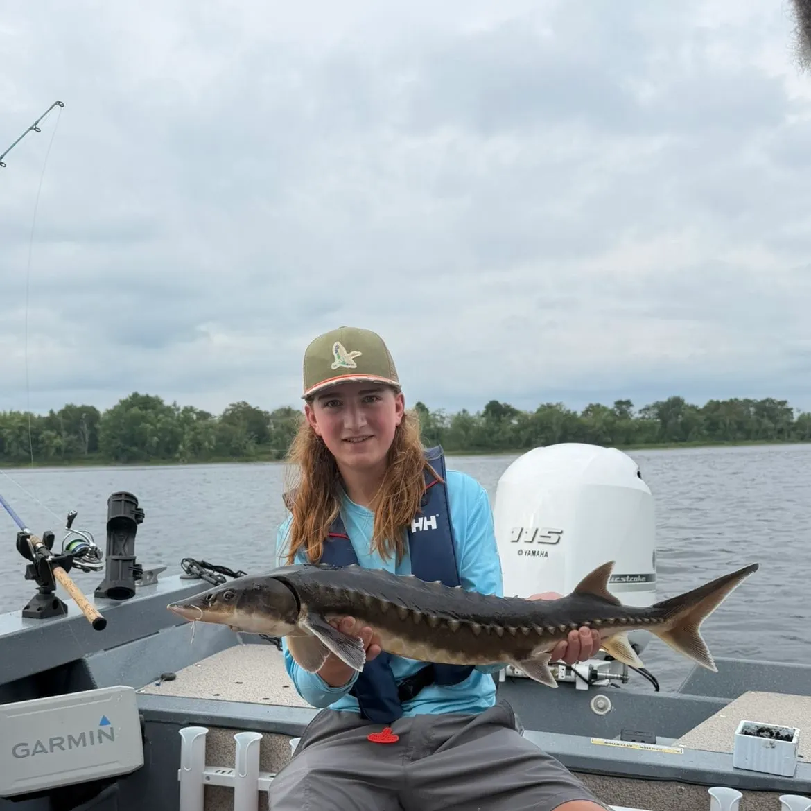 The most recent Shortnose sturgeon catches on Fishbrain