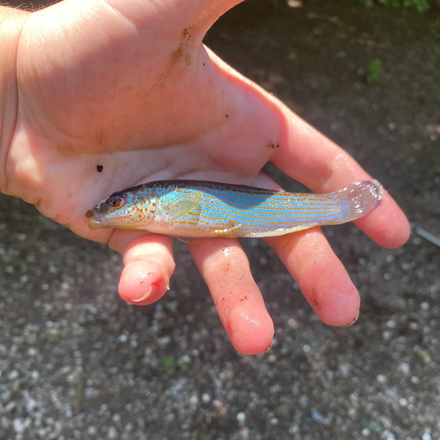 The most recent Northern studfish catches on Fishbrain