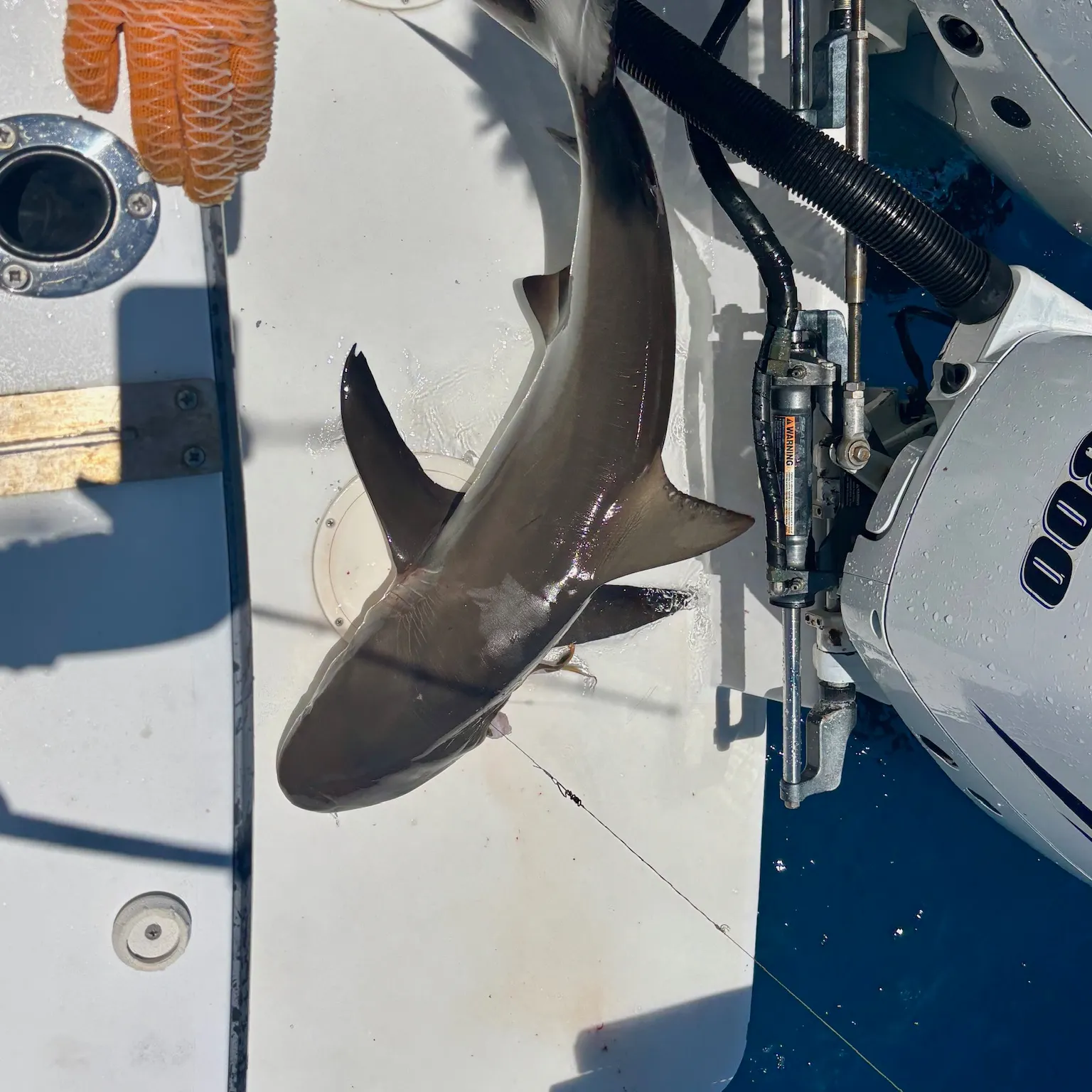The most recent Caribbean reef shark catches on Fishbrain