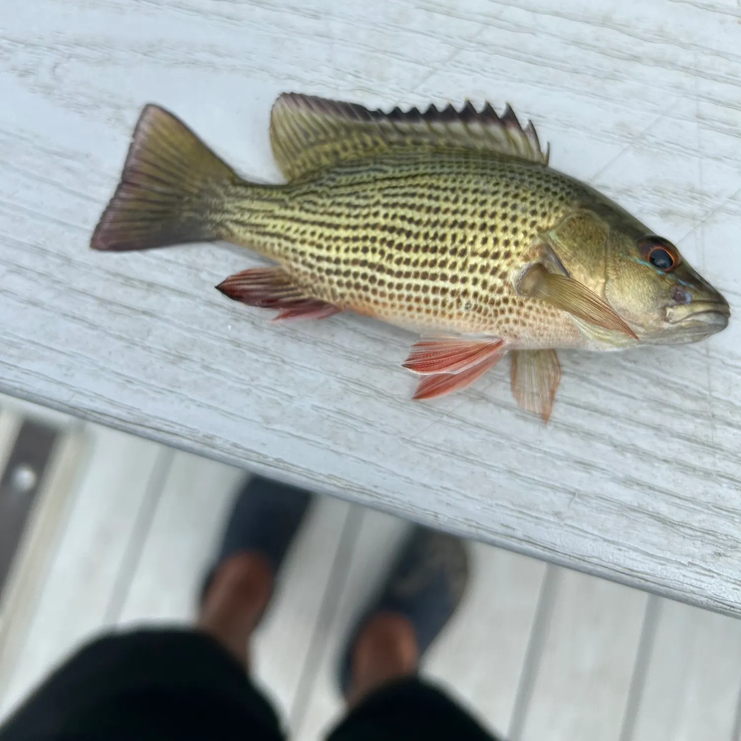 The most recent Mangrove snapper catches on Fishbrain