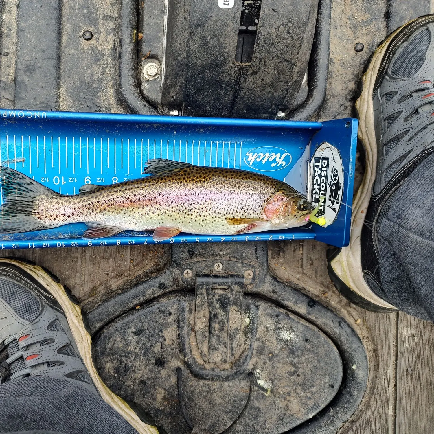 Rainbow trout caught on Fishbrain