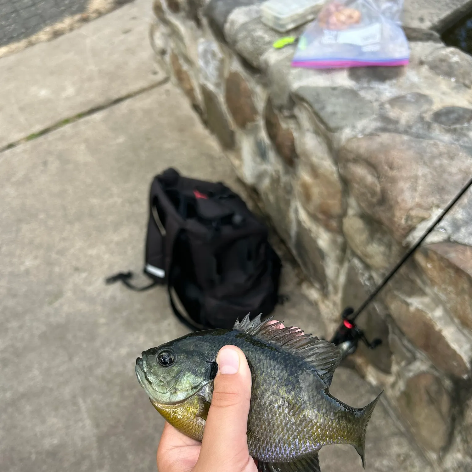 Bluegill caught on Fishbrain