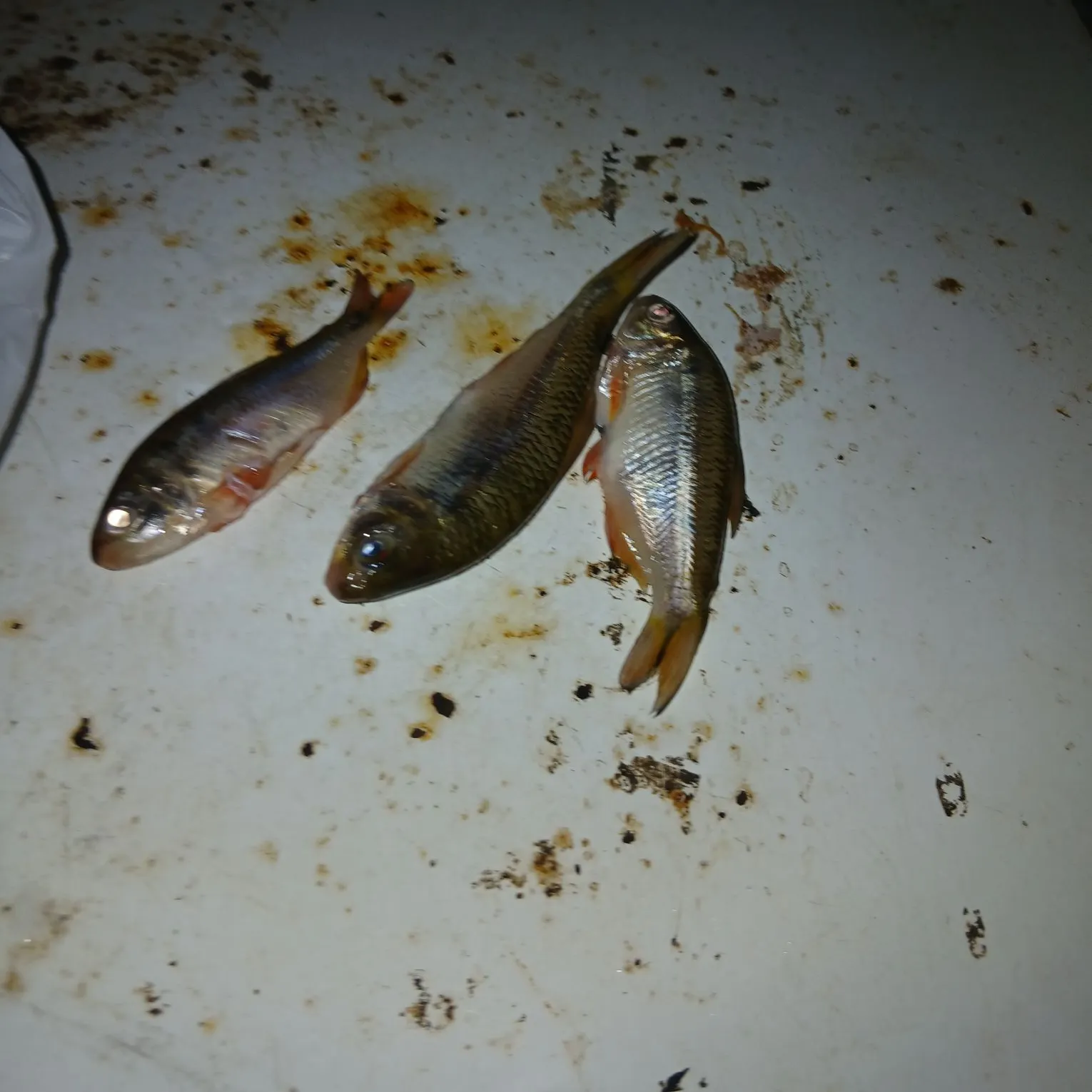 The most recent Slender mojarra catches on Fishbrain