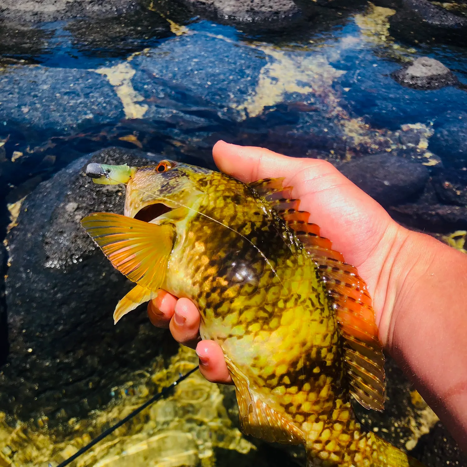 The most popular recent Blue-throated wrasse catch on Fishbrain